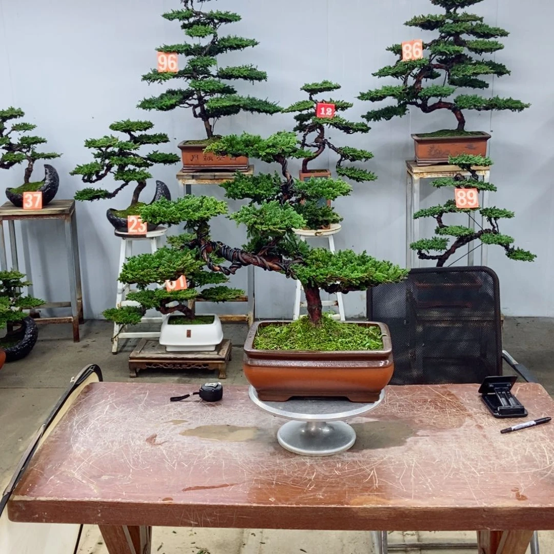 无花朵珍珠柏盆景