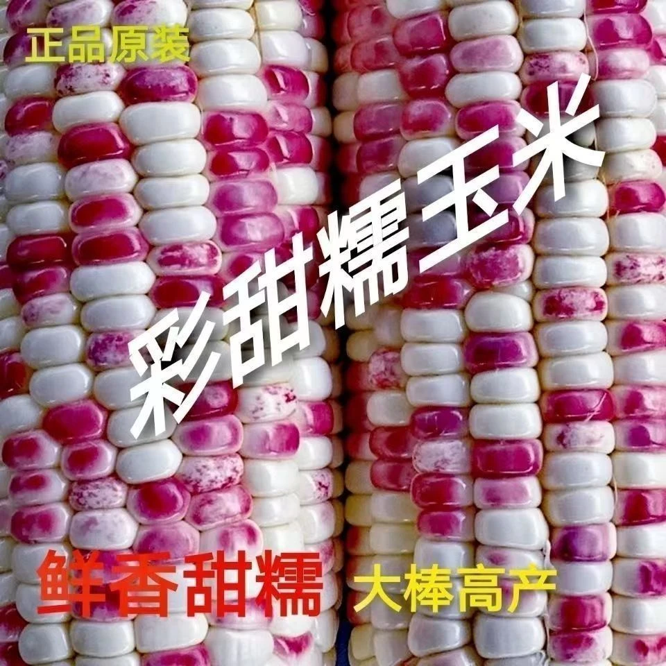 超甜彩糯玉米种子高产大田四季多彩粘糯包谷籽香甜糯玉米种子早熟