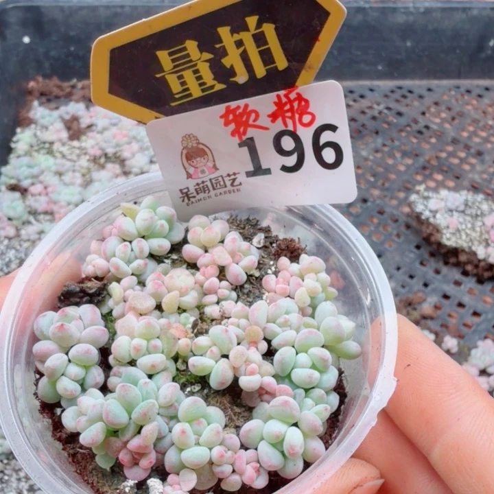 多肉植物多肉植物