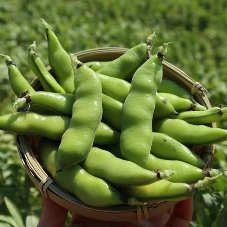 贵州现摘蚕豆农家自种新鲜罗汉豆胡豆带壳散装现摘精选3斤5斤包邮