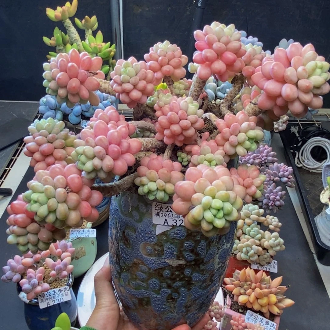 321鱼子酱多肉20c m