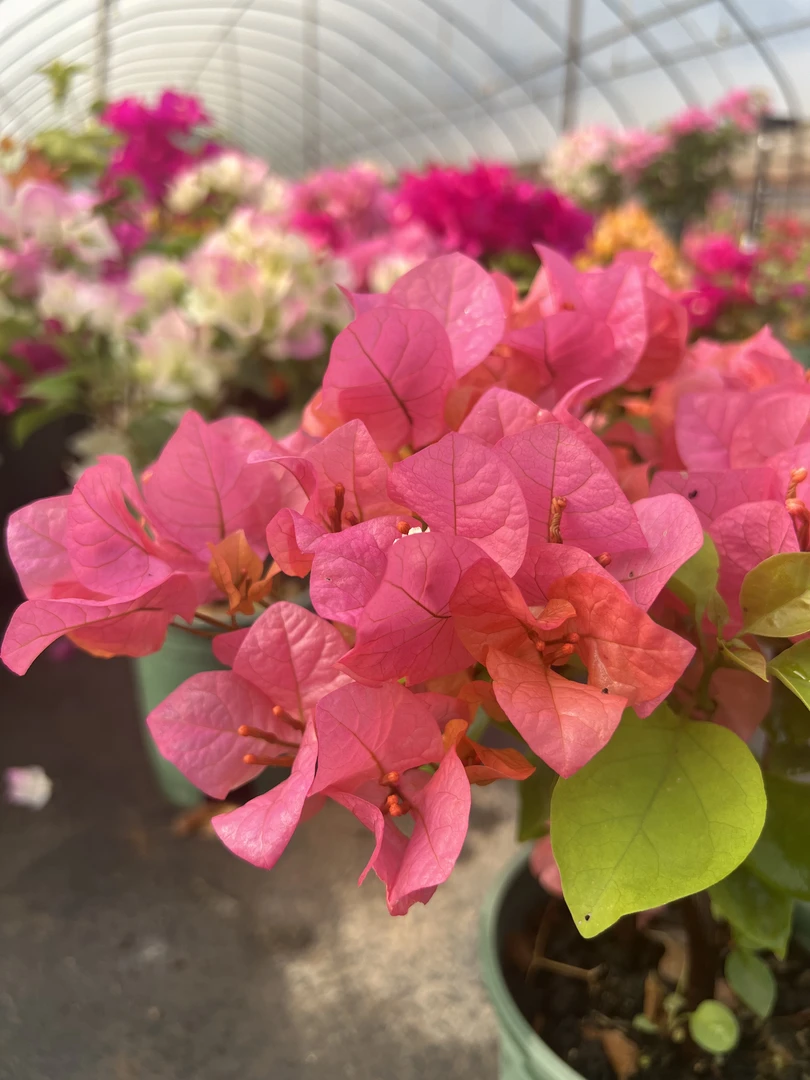 三角梅室内室外种植好养易活 落花落叶光杆不售后