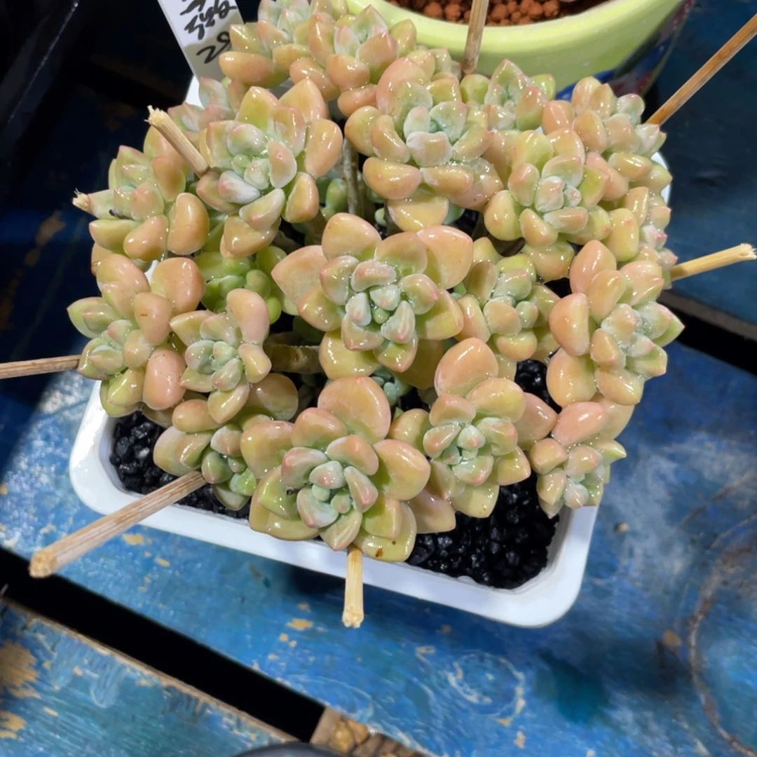 原***吖一物一拍中通快递