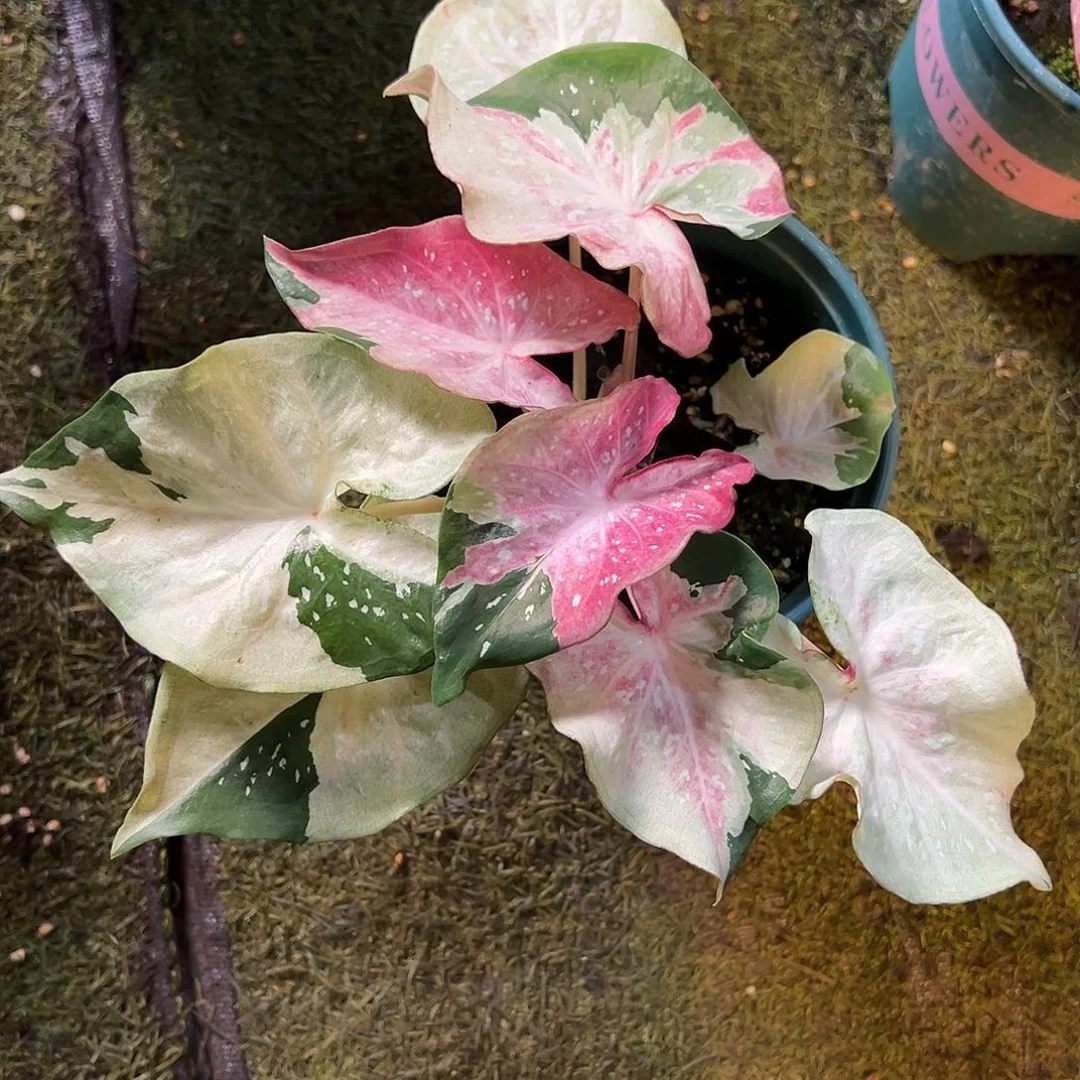 无花朵勋章泰彩养定25