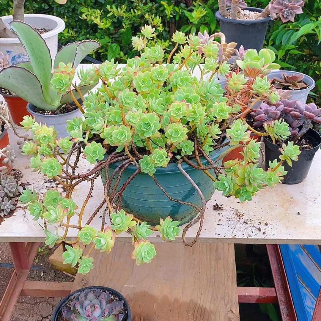 多肉植物非常福利薄化妆