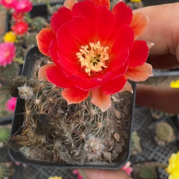237丽花根掰花脱土发货瘦软伤