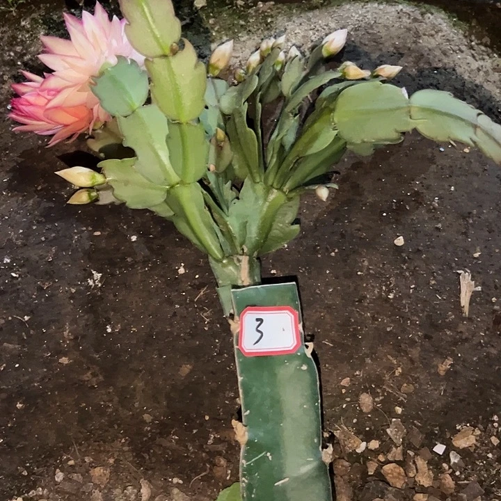 乐***违，3号带盆073嫁接苗