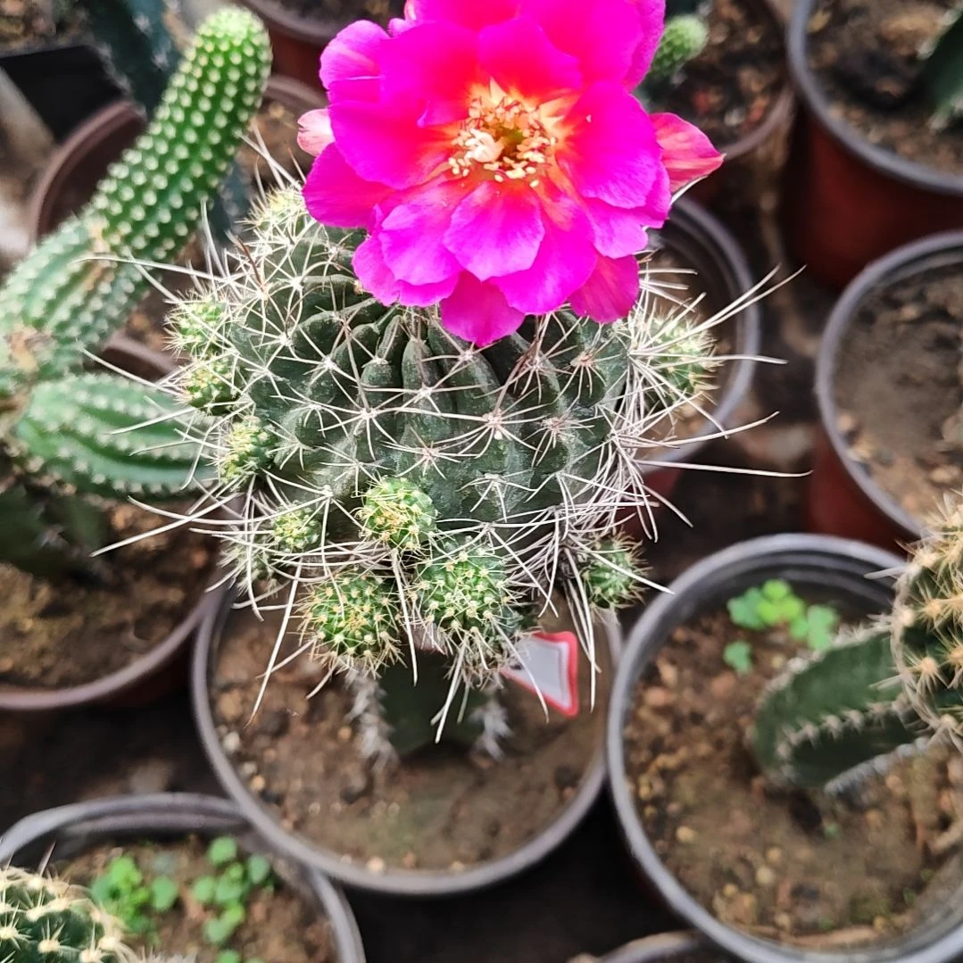 丽花妩媚秀普嫁接大号福46