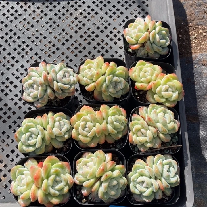 冰玉多肉七方盆一组10个16号