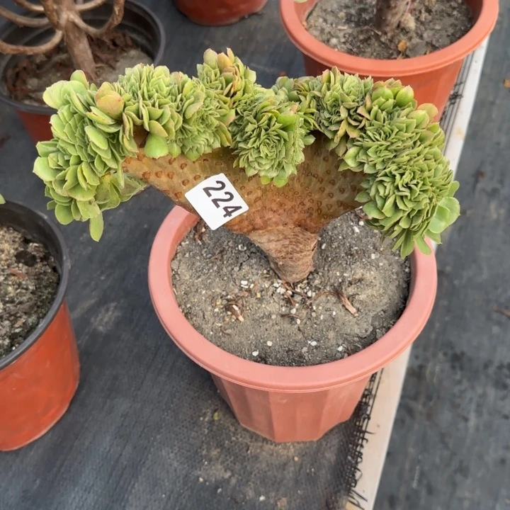 陈****多肉植物绿羊绒缀224