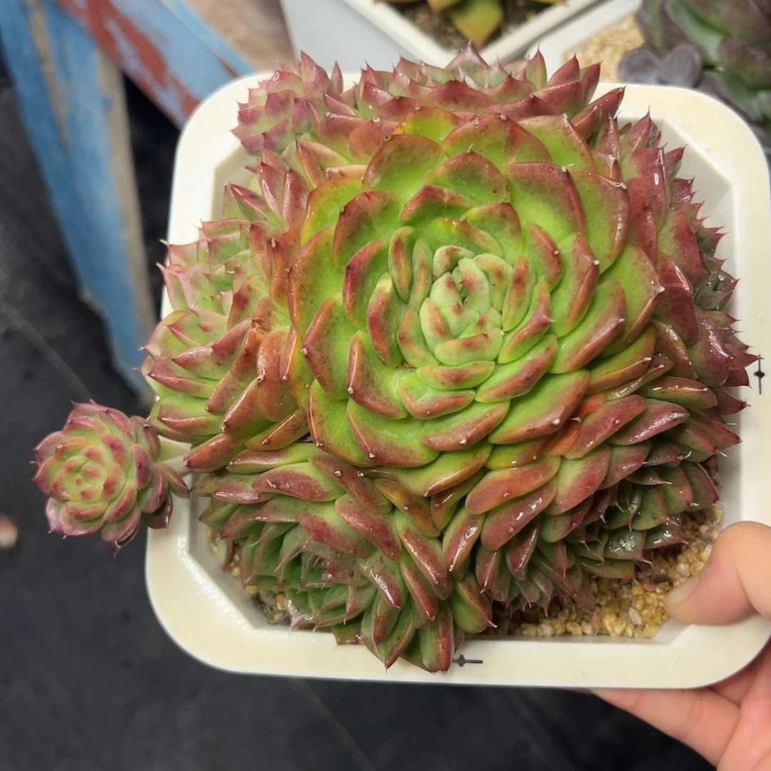 多肉植物一物一拍016