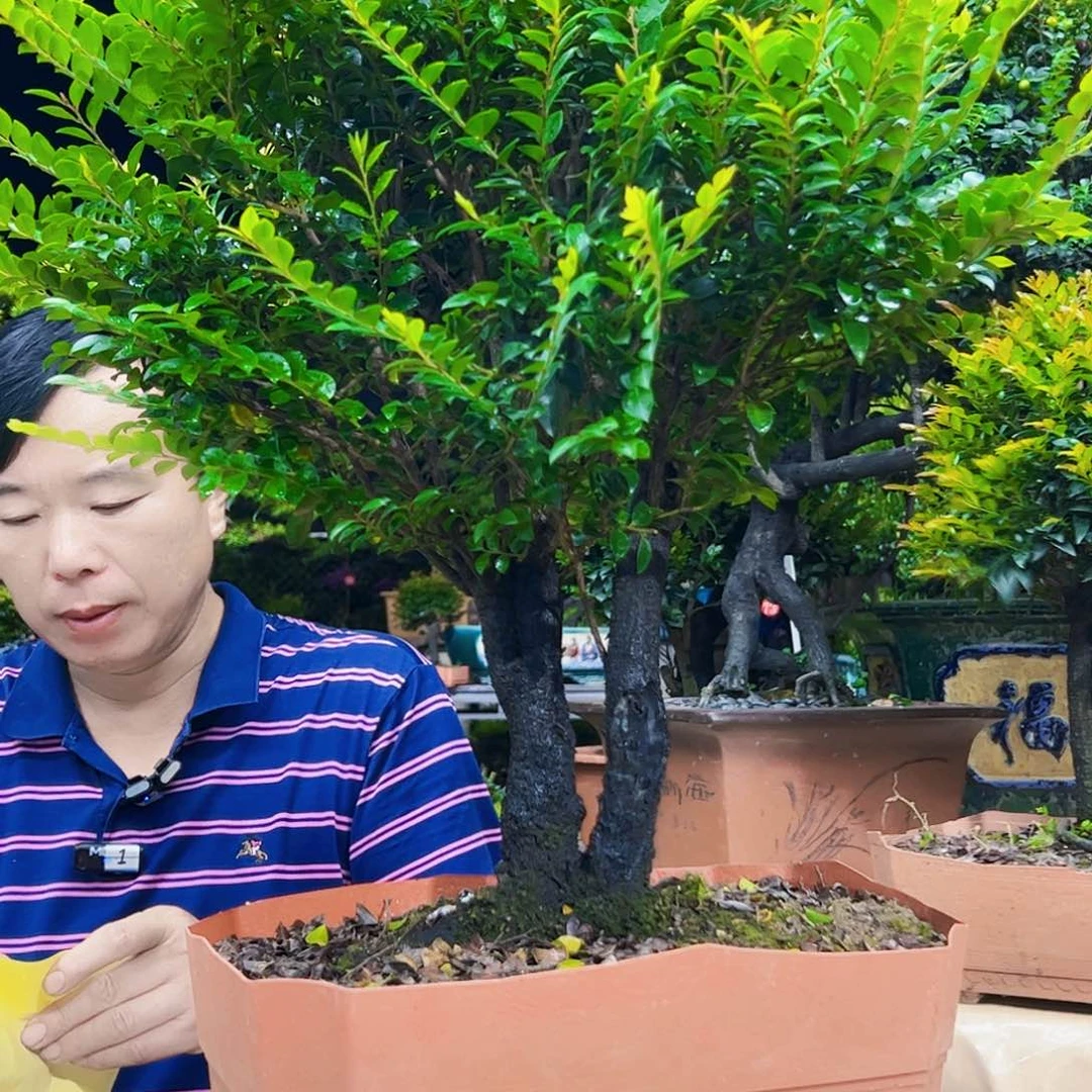 无花朵临****产66