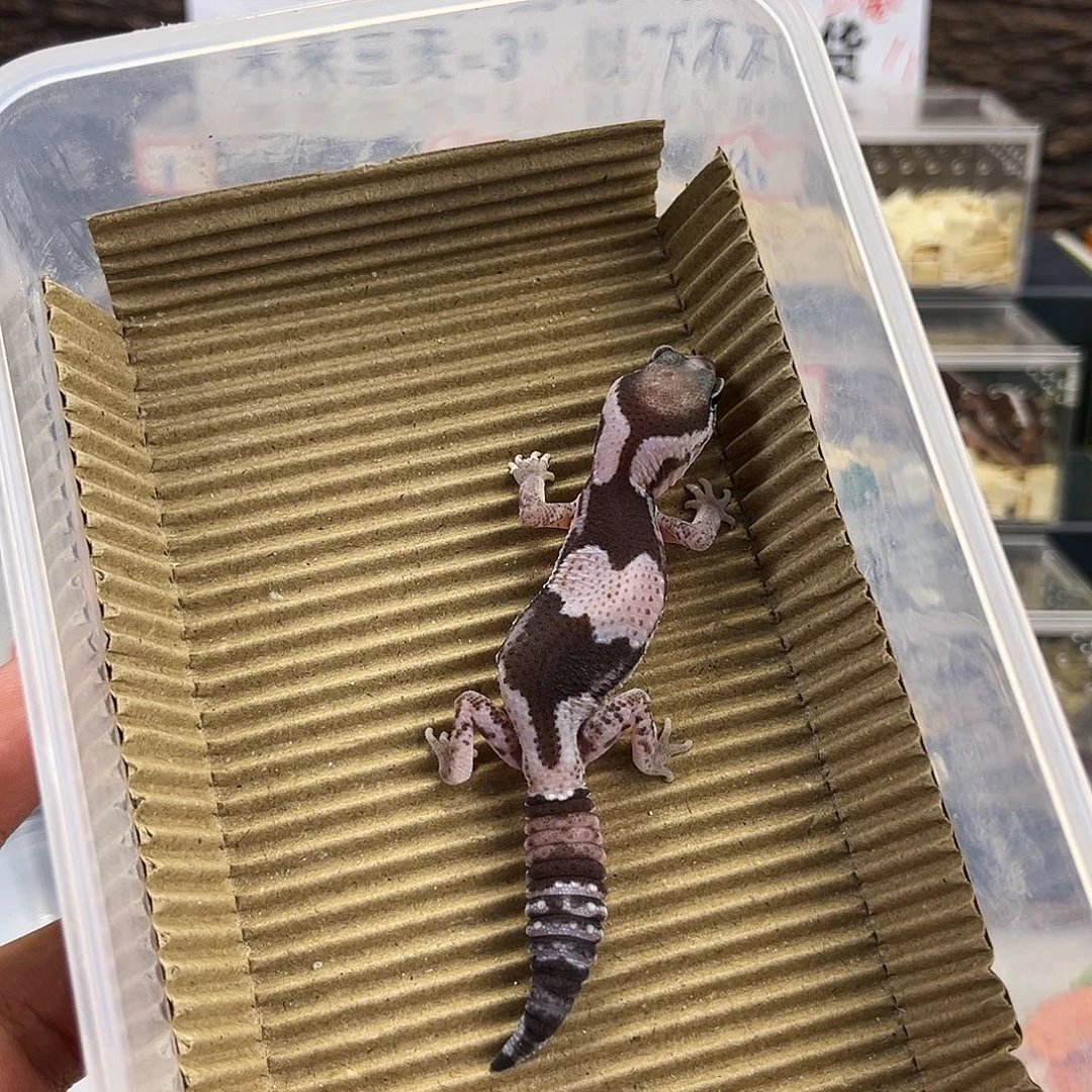 肥尾守宫奥利奥h无纹50幽灵