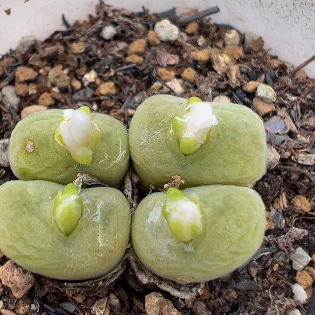 106多肉植物百科空卡