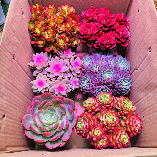 精品多肉组合（一箱到手6盆 ）带盆带土包邮新手好养