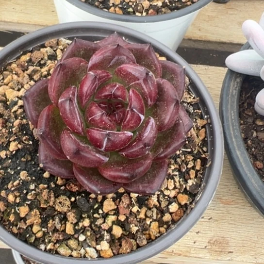 任****！拉图尔 夏鸣园艺