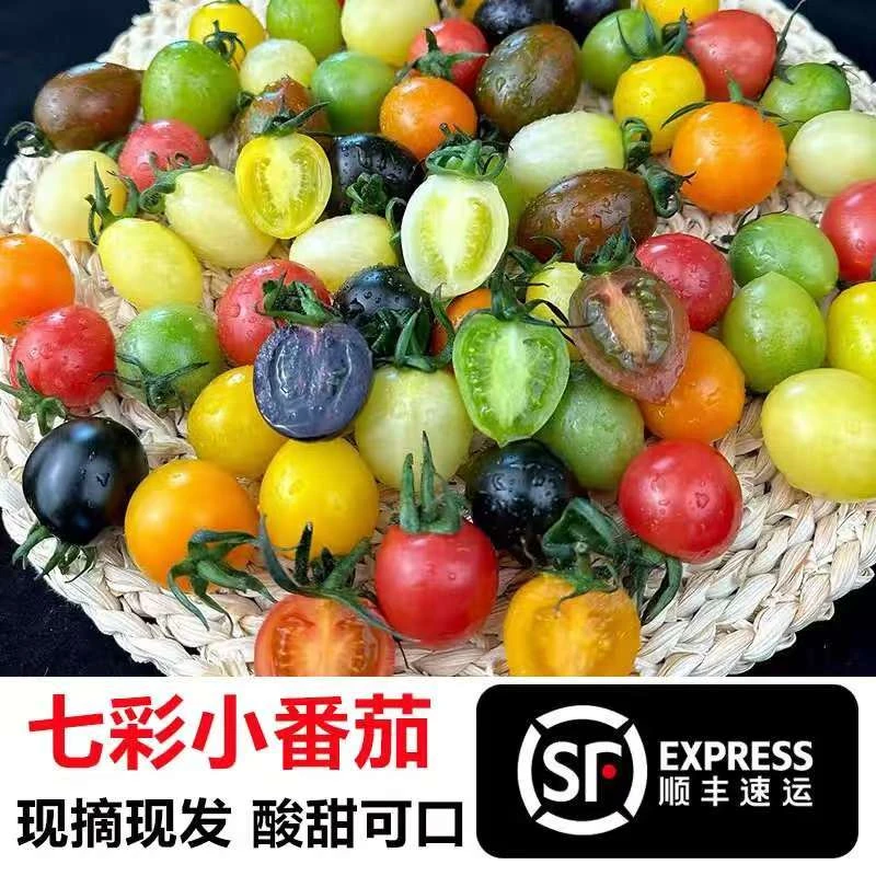 伊路鲜七彩番茄圣女果小番茄酸甜水果多汁现摘现发青甜2-4斤装