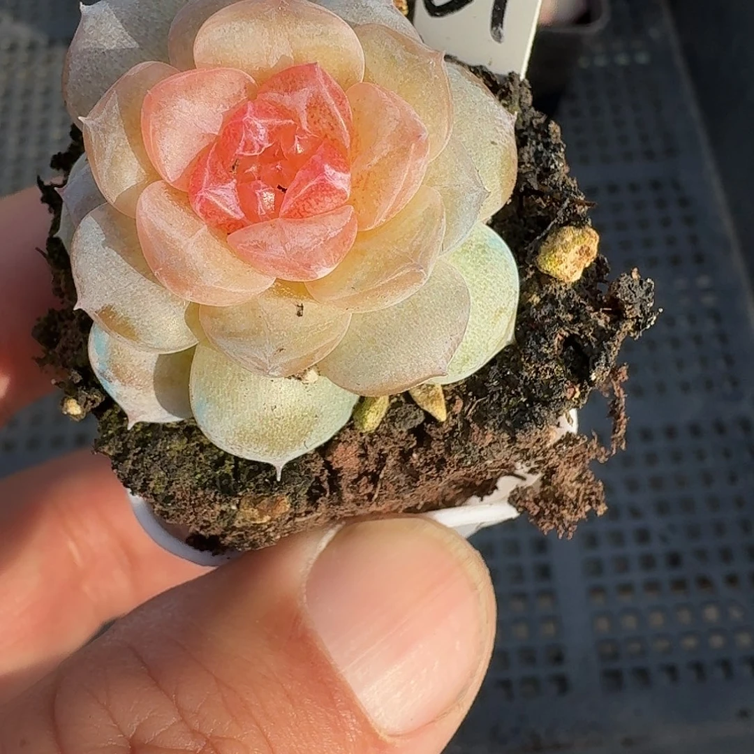 51号入秋单头多肉一棵888