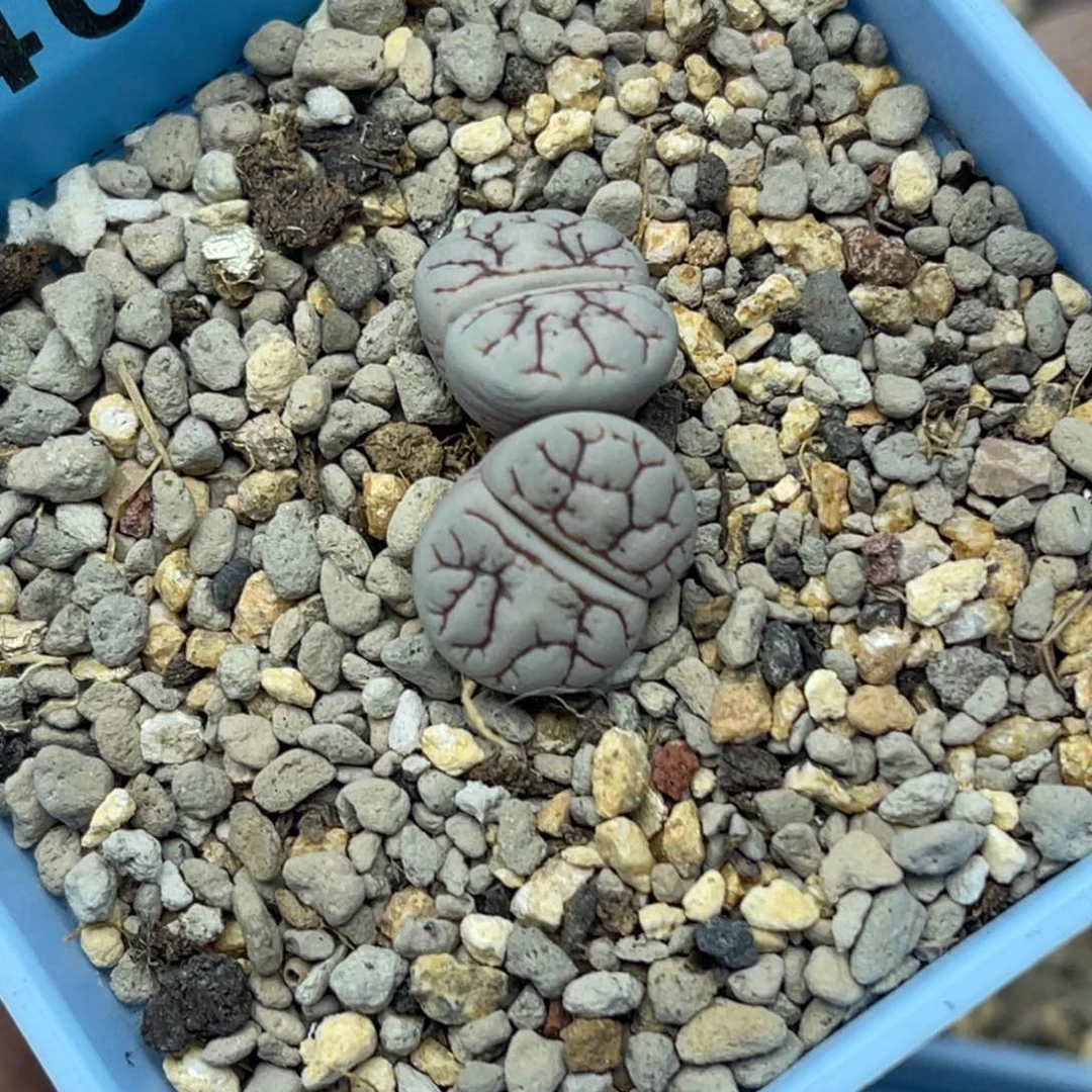 4033双头云映一颗。