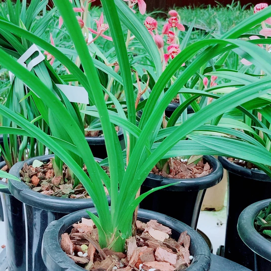 感***天全部花朵一物一拍漂亮开花