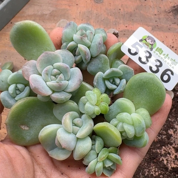 多肉植物多头植物