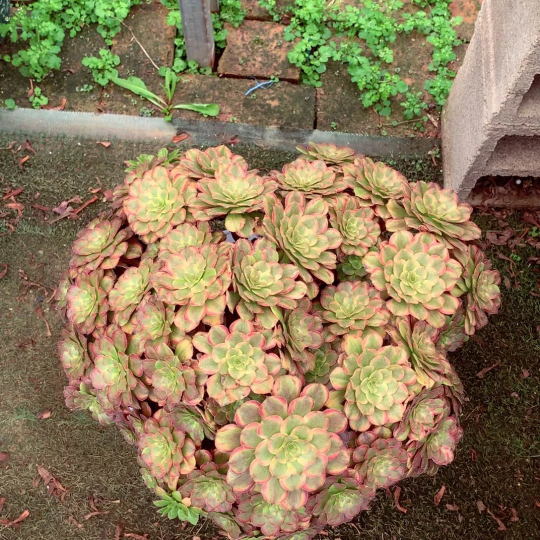 花脸粉黛朵朵多肉植物
