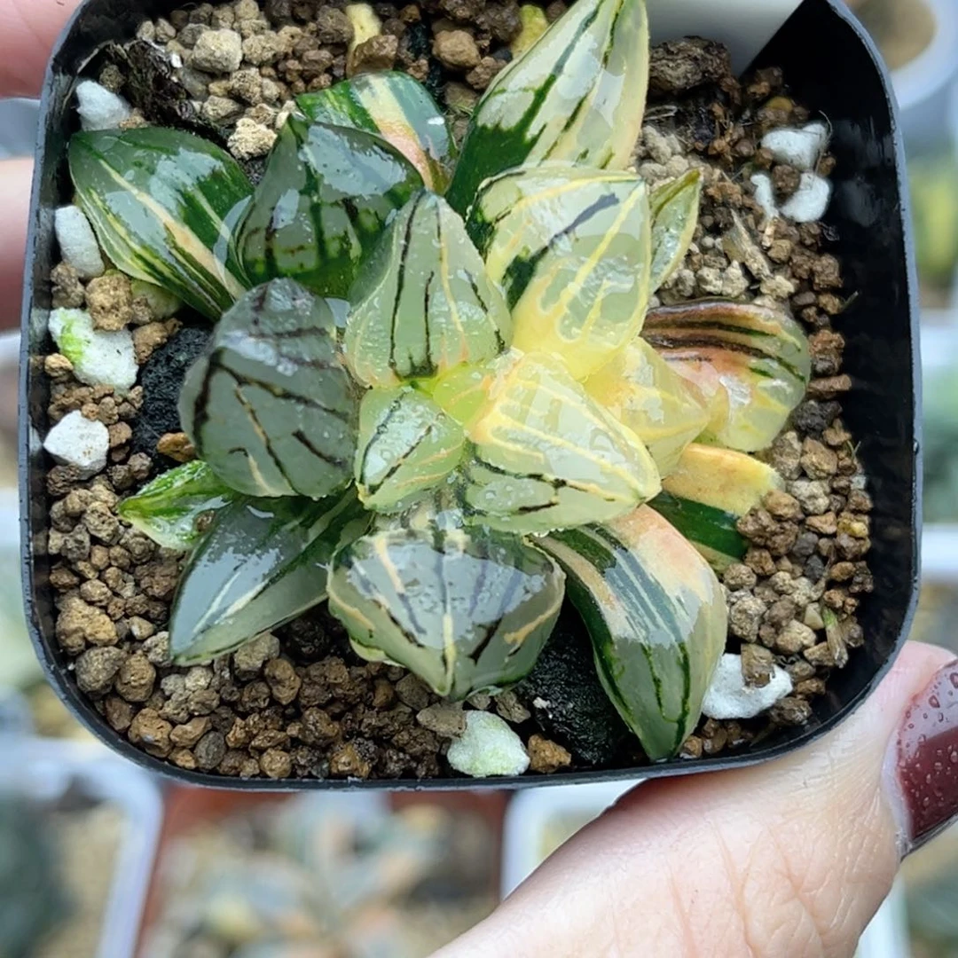 26西瓜寿锦福利专场