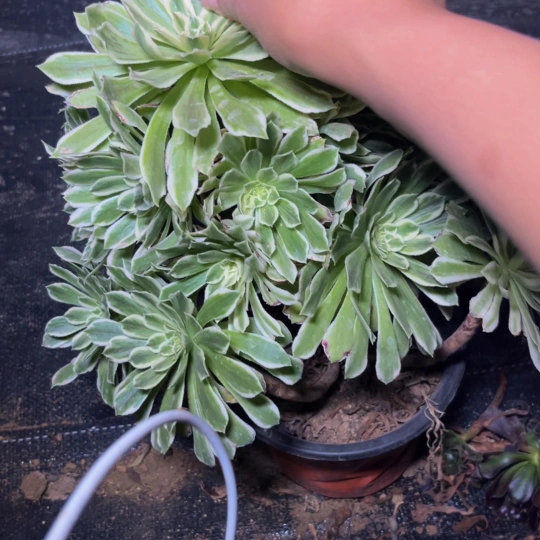 110多肉植物一物一拍