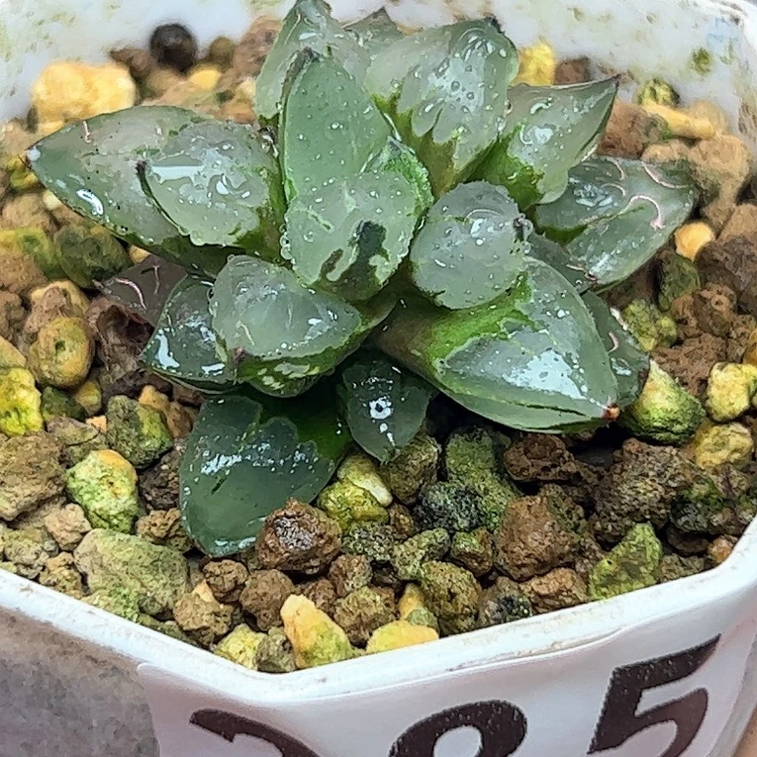 285红红火火恍恍惚惚