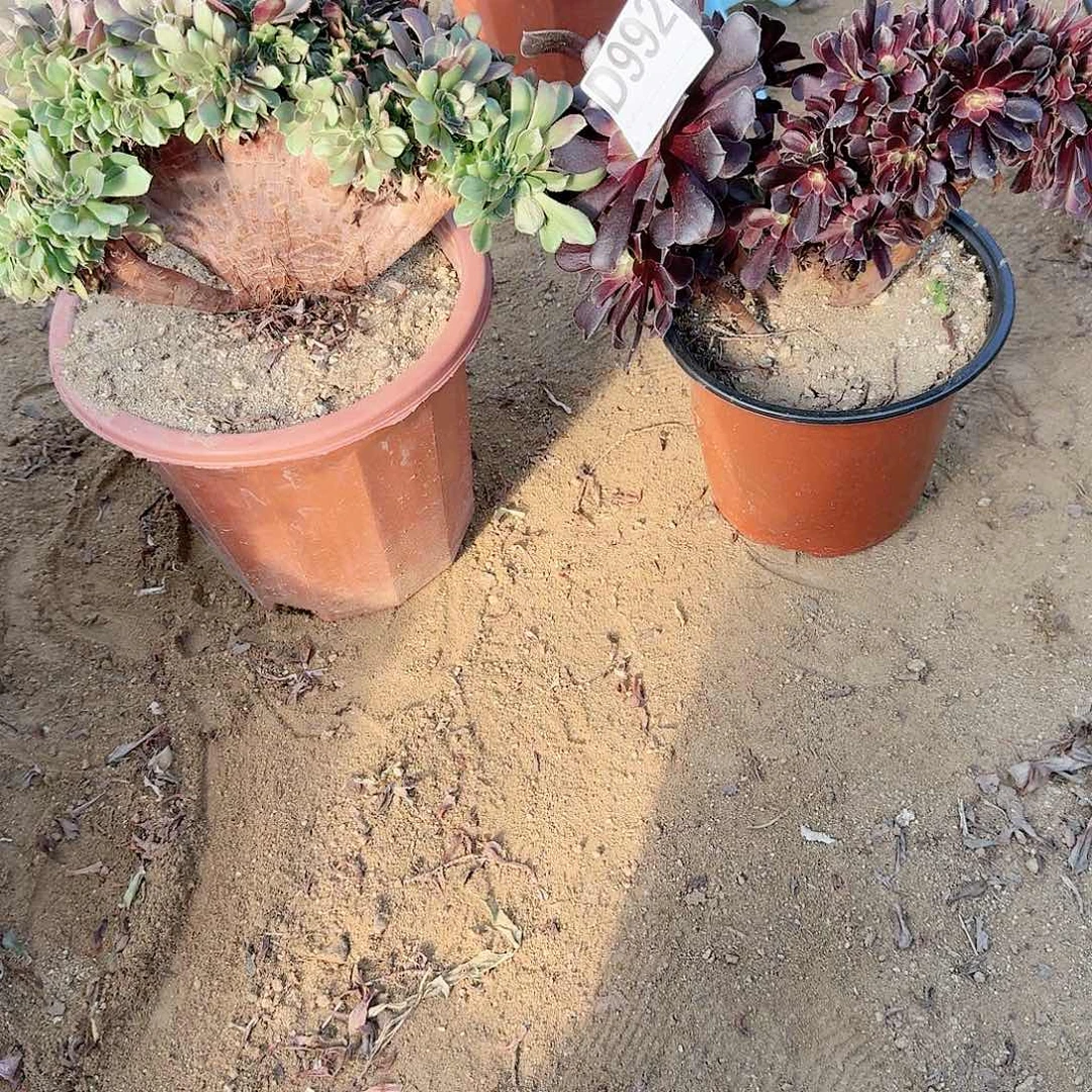 992玫瑰欧紫共2颗