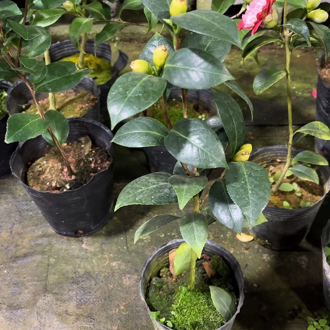 完全开放黄色系 黄达