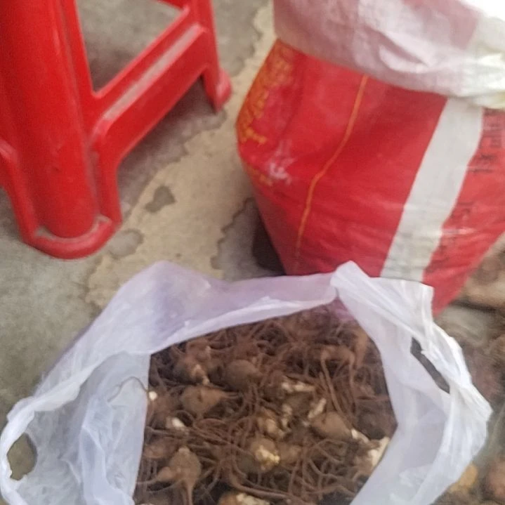 李***硯青榄贵州山采生姜三斤