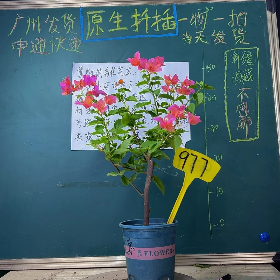 当前无花栽培后可以开花热带花束977
