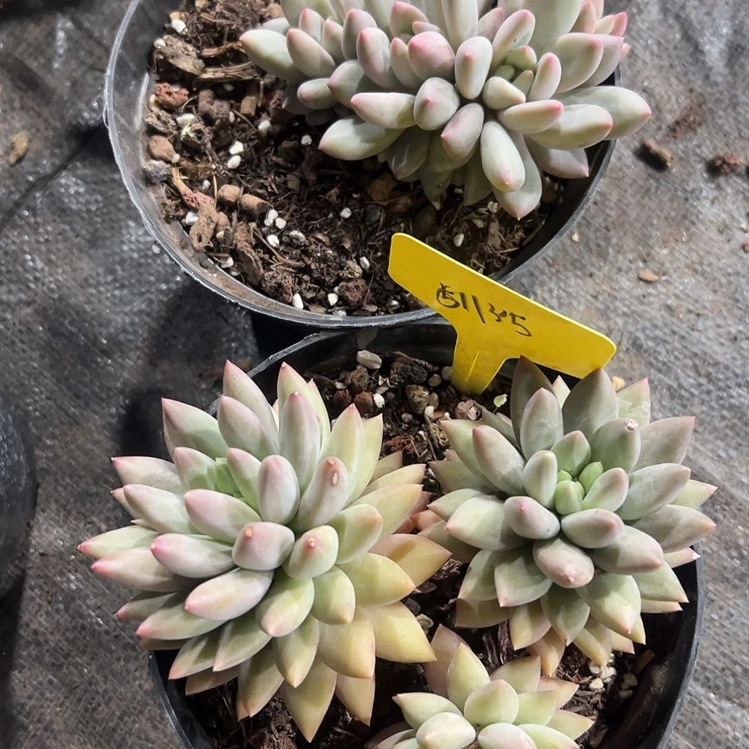 511305。           红蜻蜓两颗