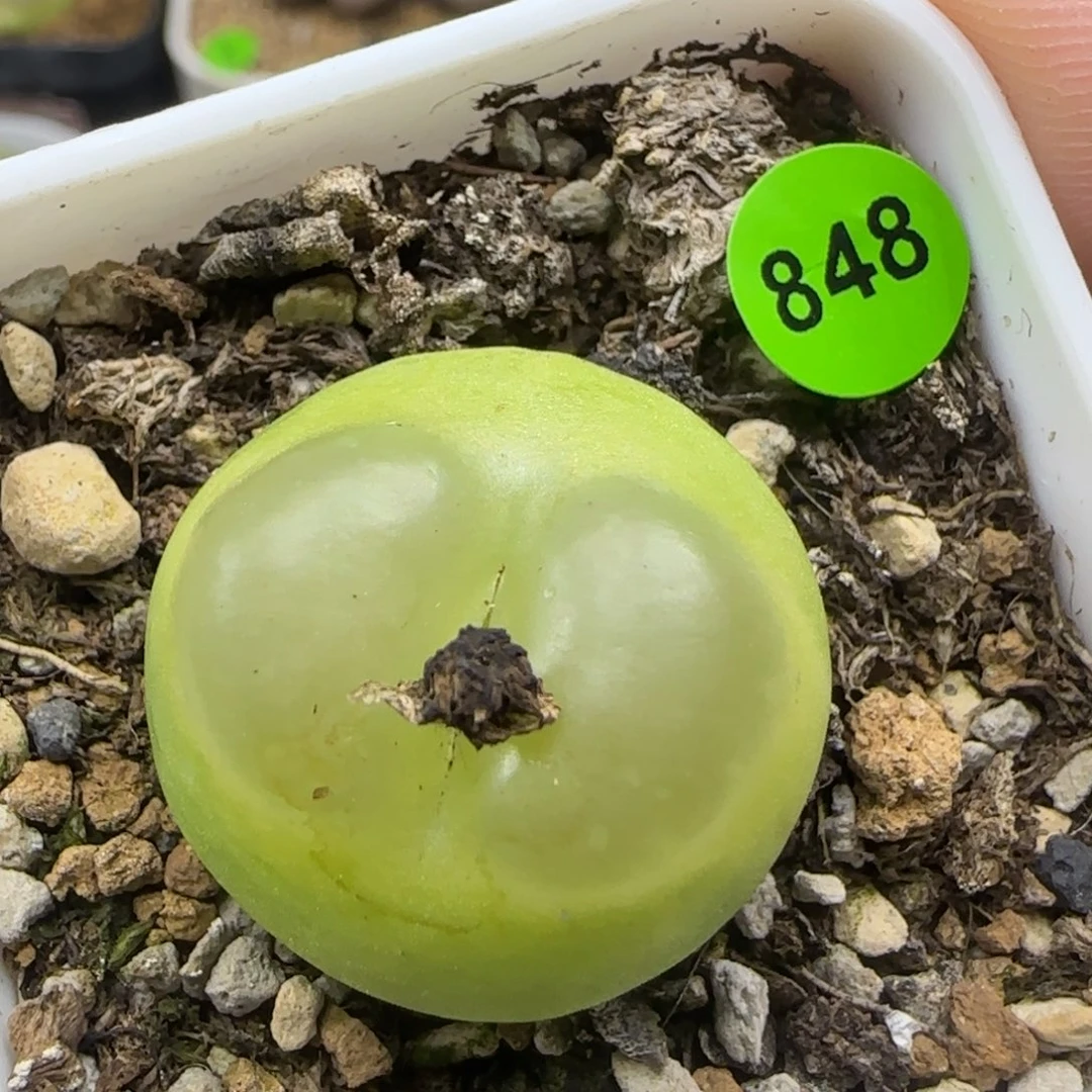 拉登2.4+瑕疵多肉植物848