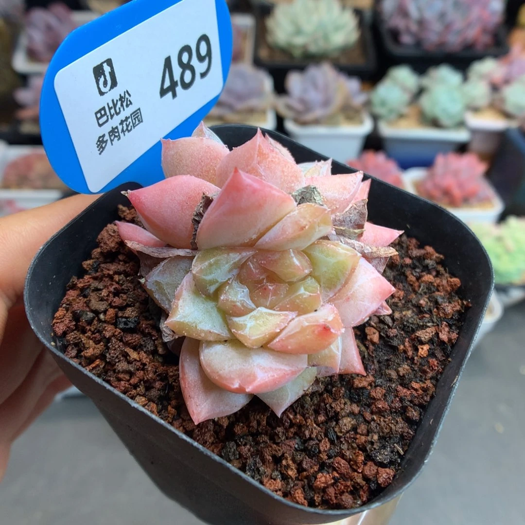 489渐变色粉钻石化多肉