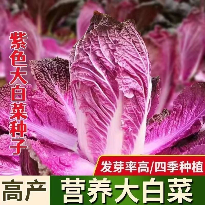 紫白菜种子里外紫色大白菜紫罗兰白菜可种植家庭小院阳台种植G