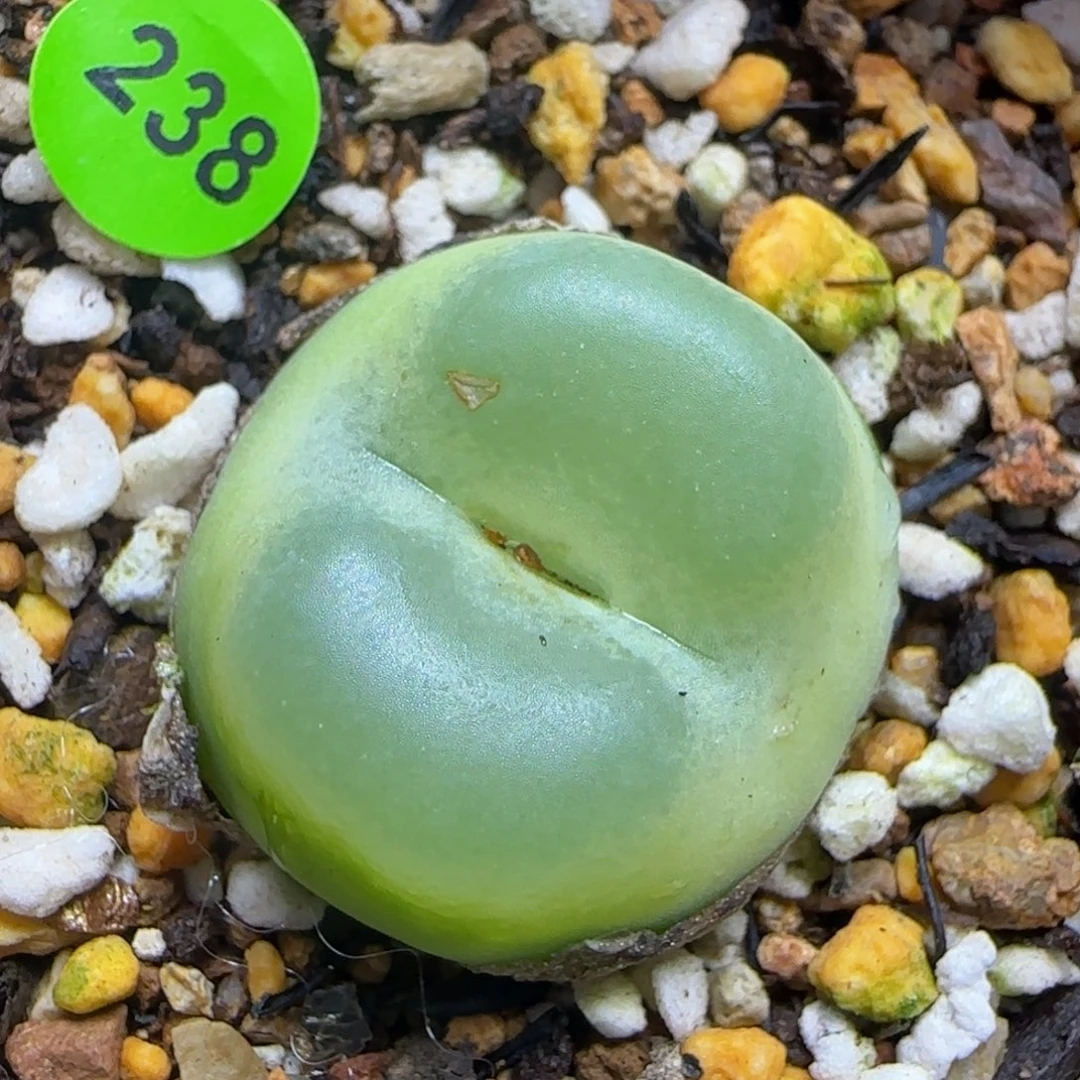 奶***样专拍漂亮多肉植物238