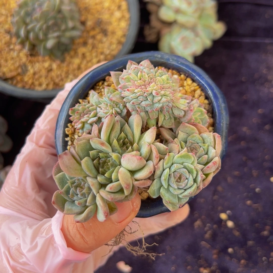 新年新年 新年新年 新年新年