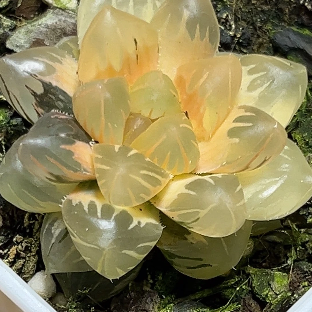 解**田恭喜发财大吉大利663