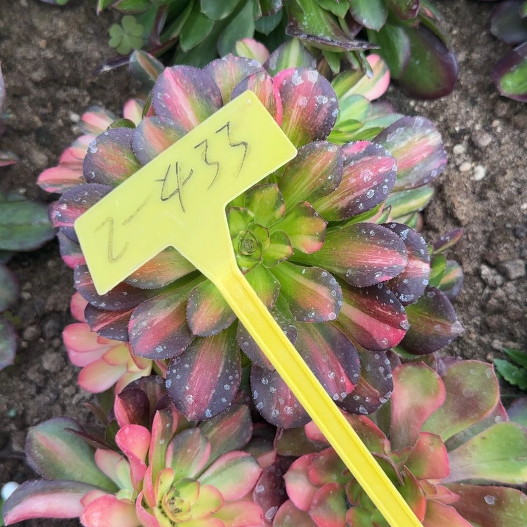 2-433--+多头多肉植物