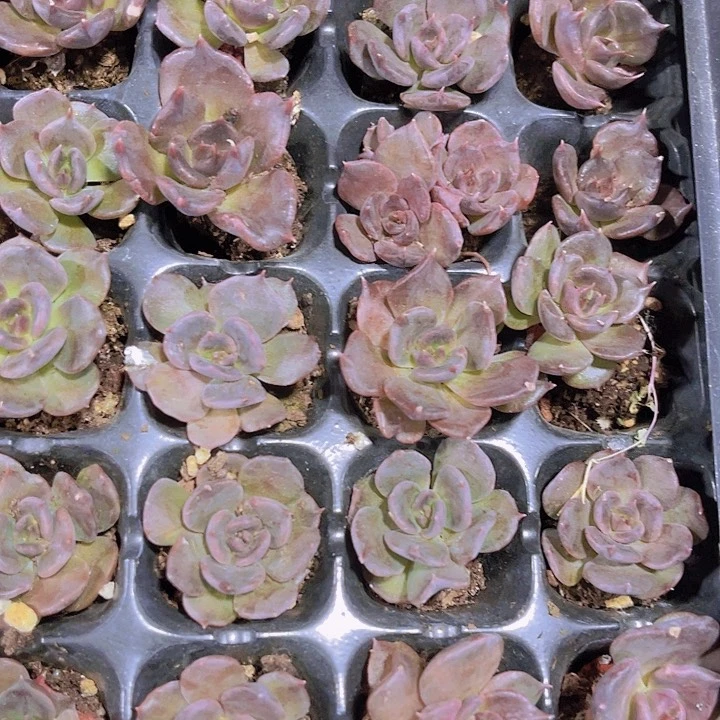 精品黑饺子皮多肉植物