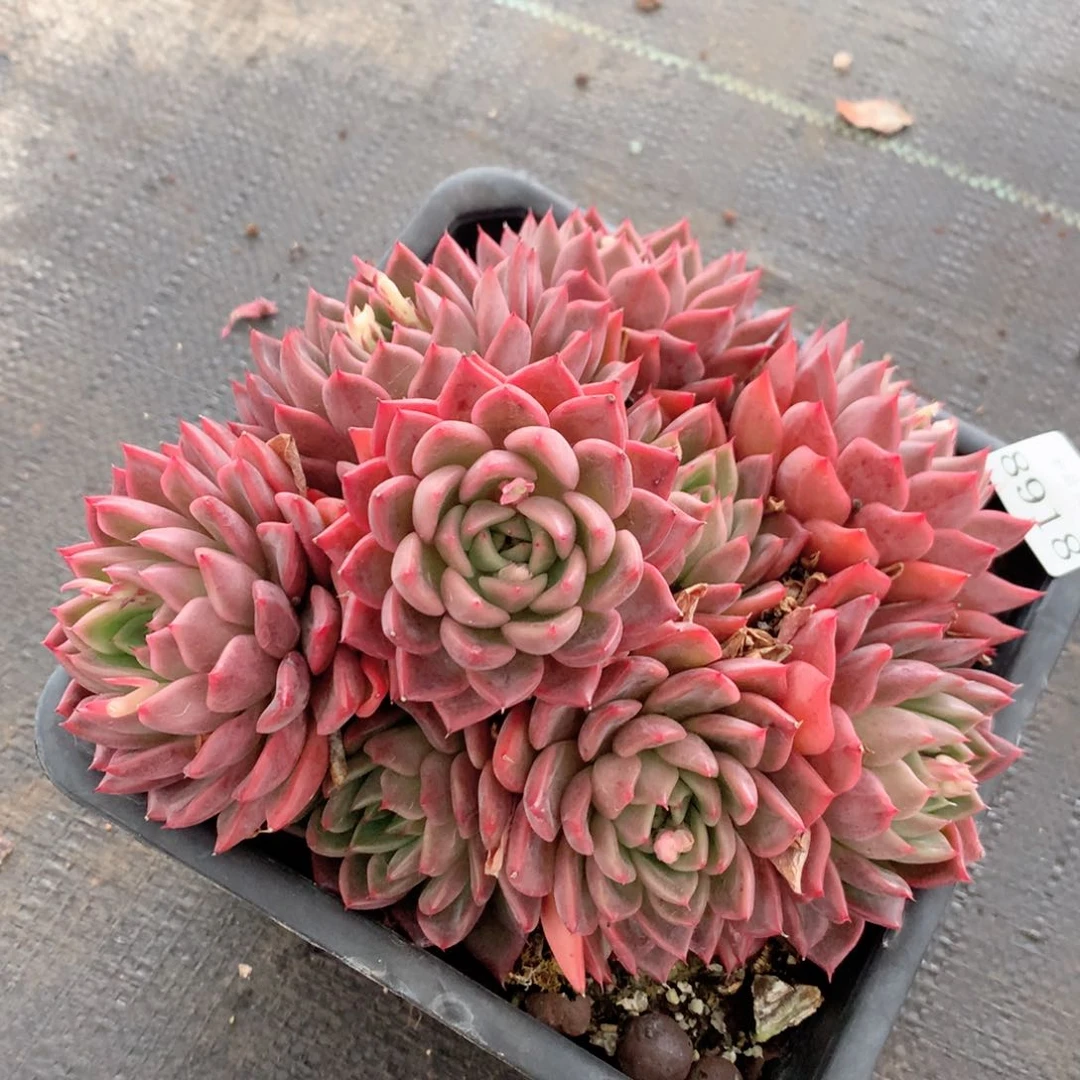 8918杂交多肉植物基地