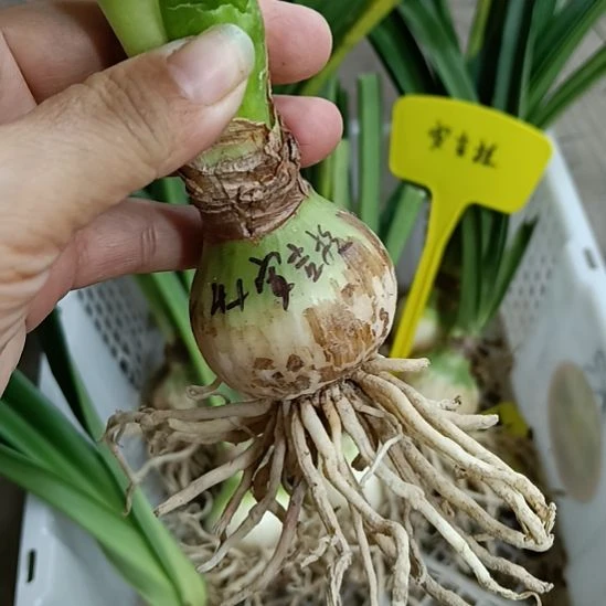 无花朵安吉拉4+发一个