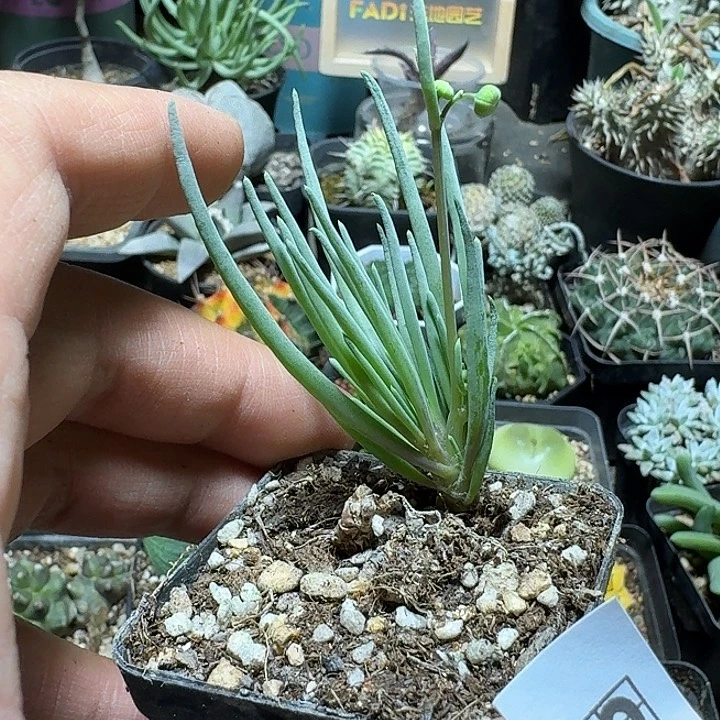 305草莓厚敦菊带盆发货