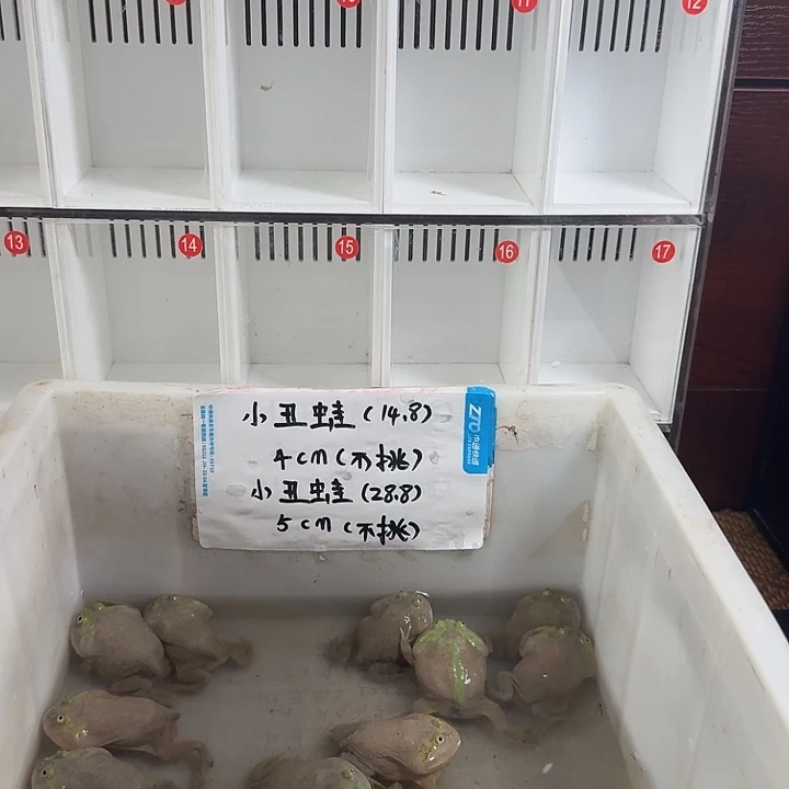 角蛙小丑蛙一只8.8干干干抢