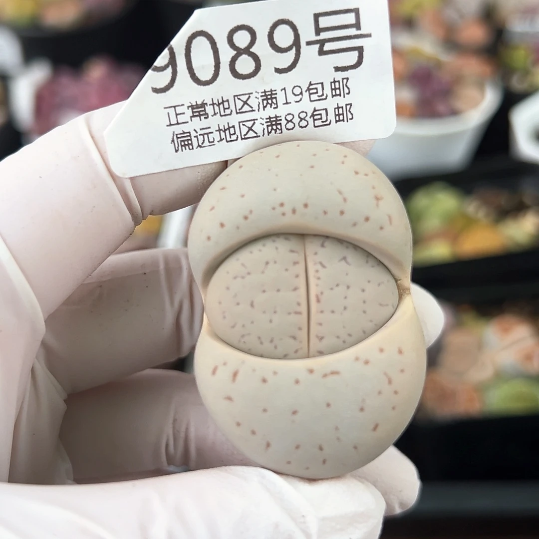 9089六年大白4.5cm