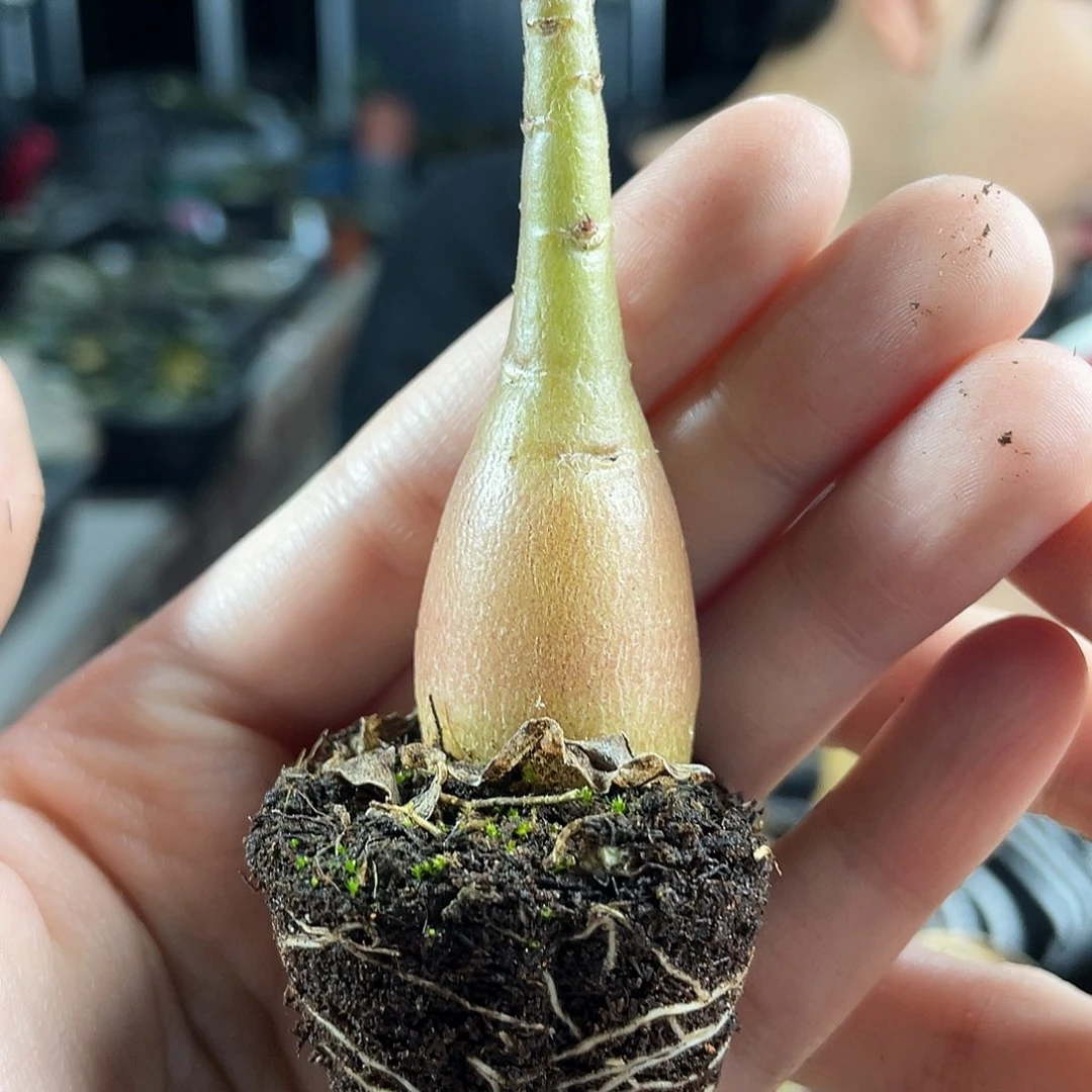 2cm实生索马里沙漠玫瑰带盆