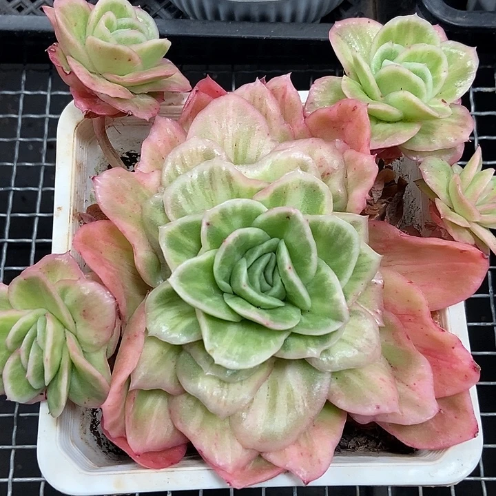 冰玫瑰锦大群多肉