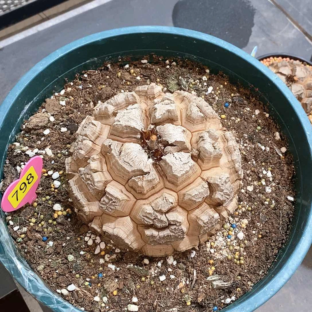 南非龟甲龙龟甲龙